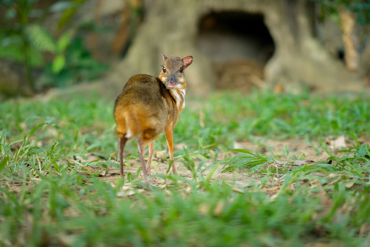 Lesser Mouse-deer