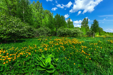 Spring landscape. Western Siberia
