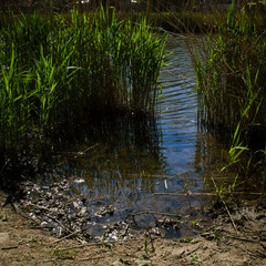 Reed in a muddy water pool
