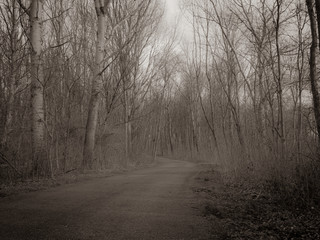 Vintage looking desolate forest path