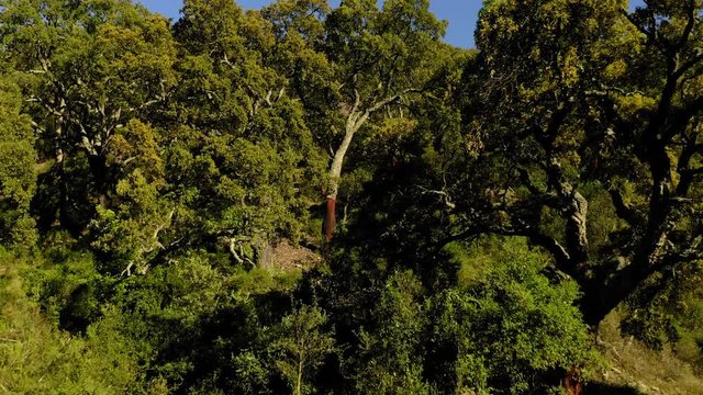 aerial view cork oak forest in spring