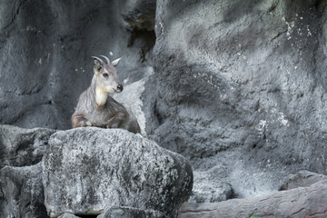 goral