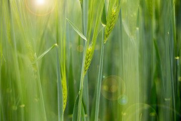 Close up rye plant with lens flare. Close up. Soft focus. Rural countryside landscape of rye field during summer sunny day. Concept of reach harvest, morning beauty