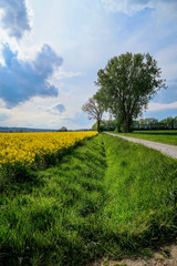 road in the field