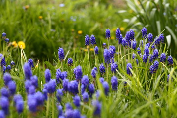 Naklejka premium Beautiful blue muscari, murine hyacinth flowers grow, bloom in garden among young green plants, blurry yellow dandelions. Buds fade, dry, turn brown. Small bulbous plant Viper bow, spring may, closeup