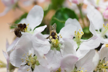 bee on a flower