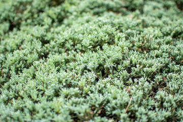 Hojas verdes de cerca o matorral