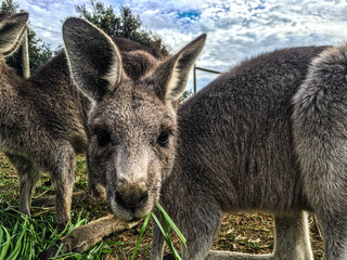 Kangaroo looking at me © FS Photography