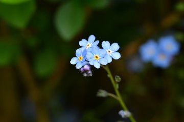 Maushörnchen oder Blau blühende Vergissmeinnicht (Myosotis) 