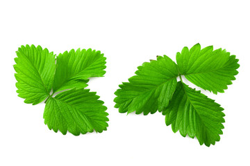 Strawberry leaves isolated on a white background