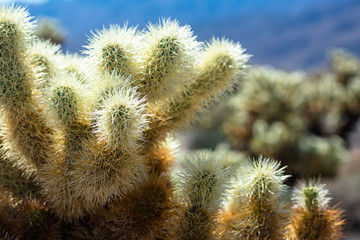 cholla cactus up close in california desert
