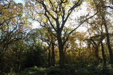Naklejka premium British woodlands in autumn with dappled sunlight coming through the forest canopy with woodland walk running through it. Selby North Yorkshire,UK