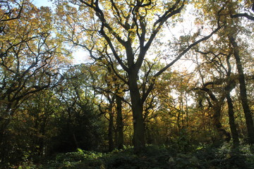 British woodlands in autumn with dappled sunlight coming through the forest canopy with woodland walk running through it. Selby North Yorkshire,UK