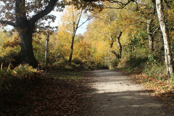 Naklejka premium British woodlands in autumn with dappled sunlight coming through the forest canopy with woodland walk running through it. Selby North Yorkshire,UK