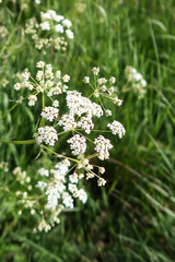 white flowers in the garden