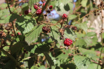 Unripened blackberries in autumn in woodland in UK