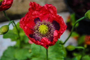 Obraz premium Red Flower Closeup