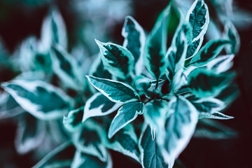 Green plant botanical natural background