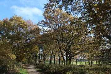 trees in autumn in woodland near Selby North Yorkshire, UK