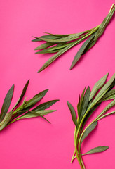 Young twigs with green leaves of Tarhun plants on a bright pink background. Background image of a tropical mood with space for text.