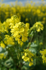 field of yellow flowers