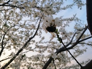 Hummel an Kirschbaumblüte