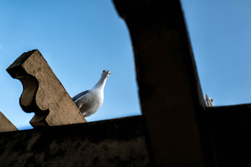 A seagull is perched on a beam and looks down.