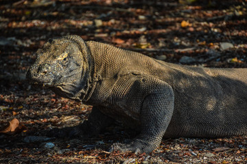 Island Dragon Lizard