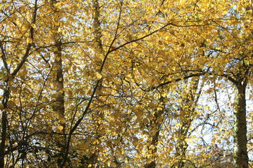 View through the treetop canopy and the branches of the trees with the  sun's rays steaming through.
