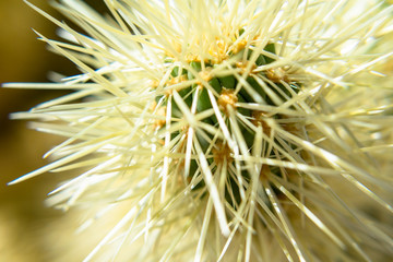 cholla cactus macro