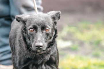 black mongrel dog on a leash