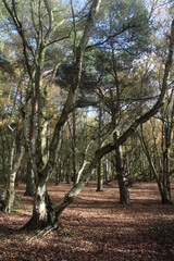 Fototapeta premium British woodlands in autumn with dappled sunlight coming through the forest canopy near Selby North Yorkshire