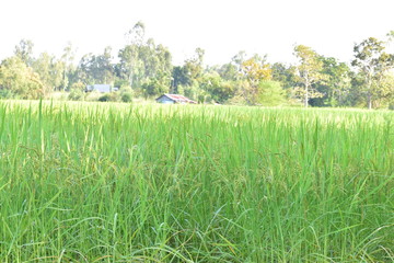 green grass in the wind