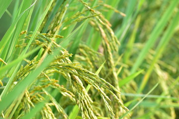 green grass in the wind