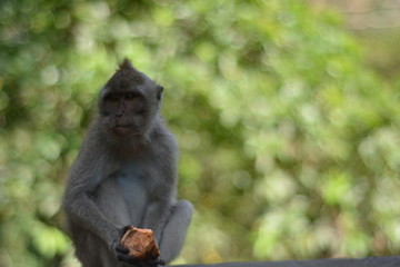 Naklejka na ściany i meble Monkey in the forest Bali