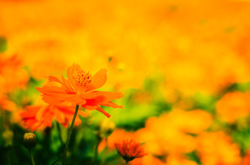 Yellow cosmos flower in vintage mood background