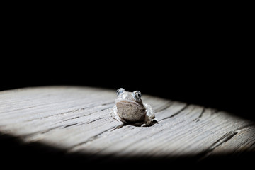 spurs toad with artificial lighting by him last night on wooden path