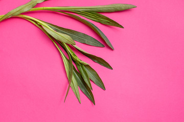 A bunch of tarragon twigs and a plant on a bright pink background. Background image in a tropical...