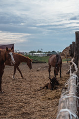 Horse farm. Lots of brown horses in the paddock.