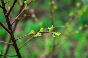 New leaves of hydrangea in the garden. Shallow depth of field.