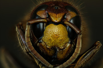 Hornet #2