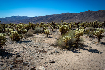 cholla cactus garden in the california desert