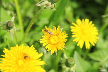 Bright yellow flowers dandelions in green grass. Taraxacum closeup stock photo. Fresh festive summer and spring mood