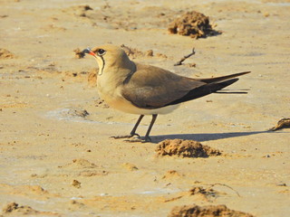 Collared Pratincole (Glareola pratincola)