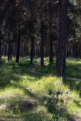 Obraz premium Pine in the Ural pair.