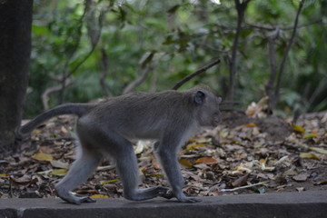 Monkey in the forest Bali