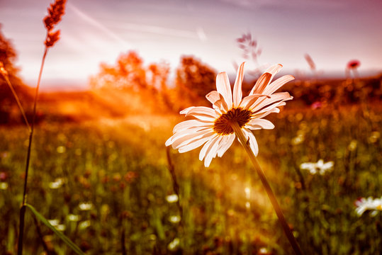 paquerette au coucher de soleil