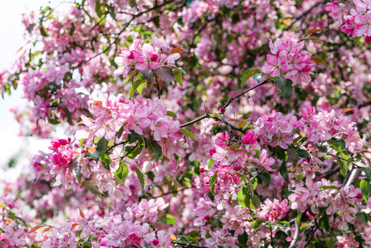Blooming pink trees.