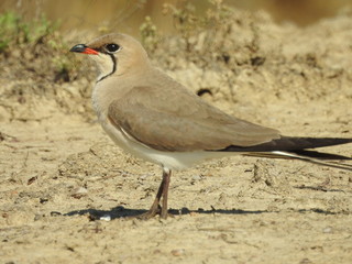 Collared Pratincole (Glareola pratincola)