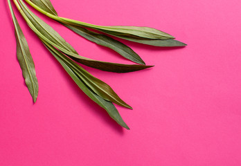 Close-up of tarragon leaves on a bright pink Magenta background. Background image with space for...